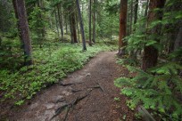 trail, wild basin, green, peaceful